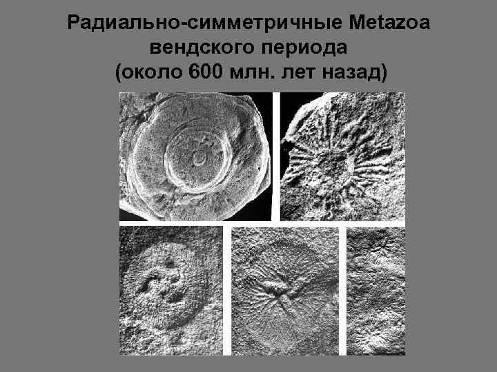 Радиально-симметричные Metazoa вендского периода (около 600 млн. лет назад) 