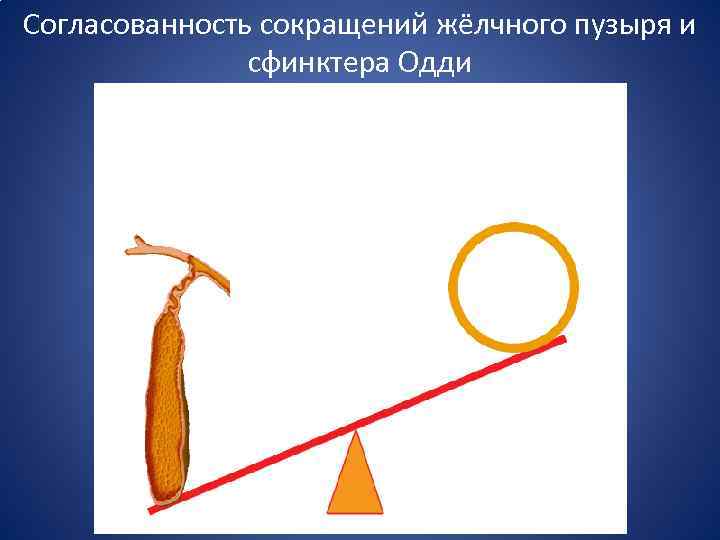 Согласованность сокращений жёлчного пузыря и сфинктера Одди 