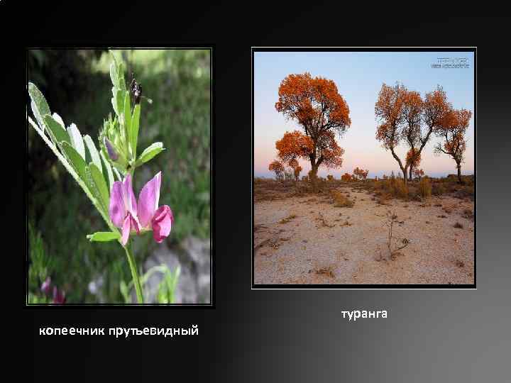 копеечник прутьевидный туранга 
