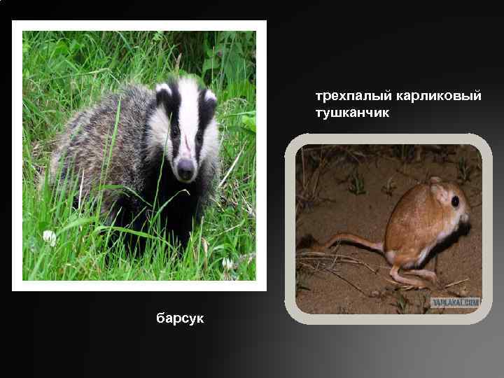 трехпалый карликовый тушканчик барсук 