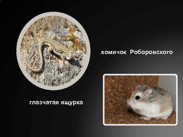 хомячок Роборовского глазчатая ящурка 