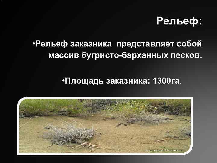 Рельеф: • Рельеф заказника представляет собой массив бугристо-барханных песков. • Площадь заказника: 1300 га.