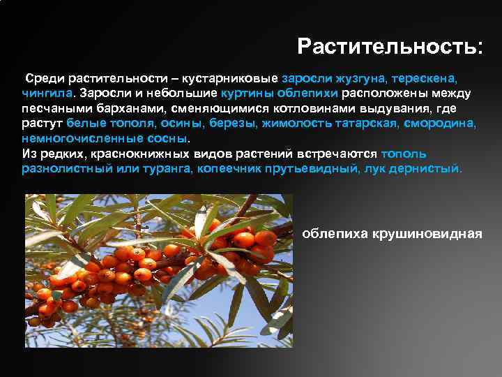 Растительность: Среди растительности – кустарниковые заросли жузгуна, терескена, чингила. Заросли и небольшие куртины облепихи