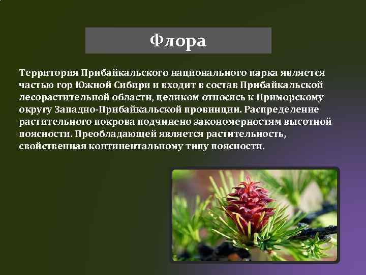 Флора Территория Прибайкальского национального парка является частью гор Южной Сибири и входит в состав