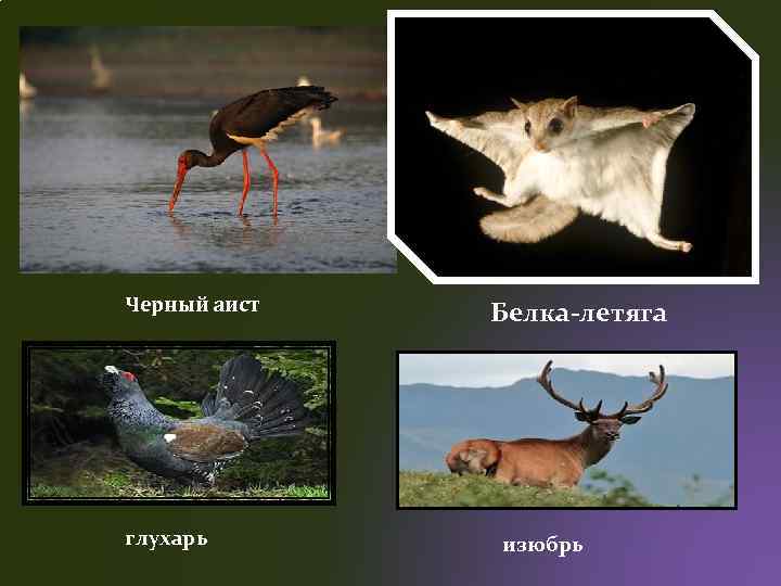 Черный аист глухарь Белка-летяга изюбрь 