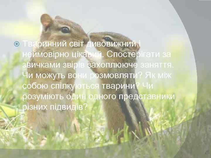  Тваринний світ дивовижний і неймовірно цікавий. Спостерігати за звичками звірів захоплююче заняття. Чи