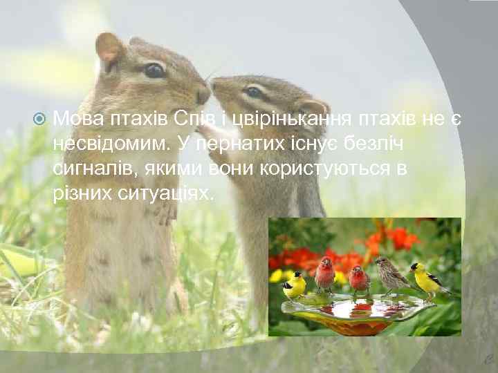  Мова птахів Спів і цвірінькання птахів не є несвідомим. У пернатих існує безліч