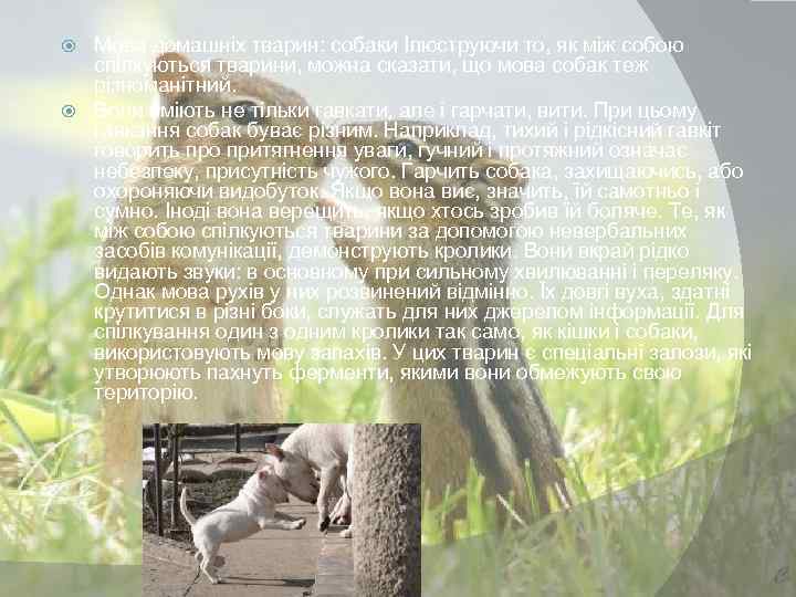 Мова домашніх тварин: собаки Ілюструючи то, як між собою спілкуються тварини, можна сказати, що