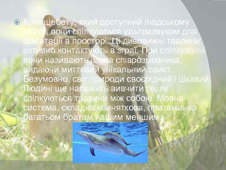  Крім щебету, який доступний людському слуху, вони спілкуються ультразвуком для орієнтації в просторі.