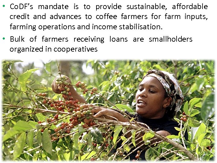  • Co. DF’s mandate is to provide sustainable, affordable credit and advances to