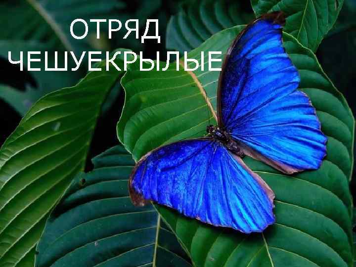 ОТРЯД ЧЕШУЕКРЫЛЫЕ 