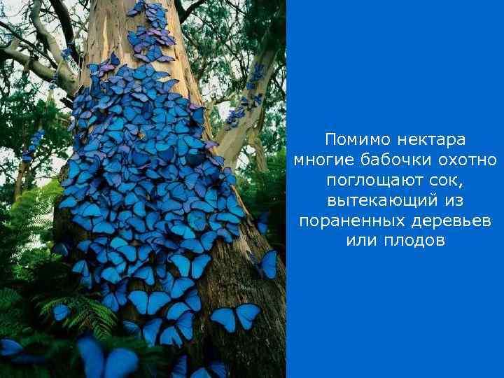 Помимо нектара многие бабочки охотно поглощают сок, вытекающий из пораненных деревьев или плодов 