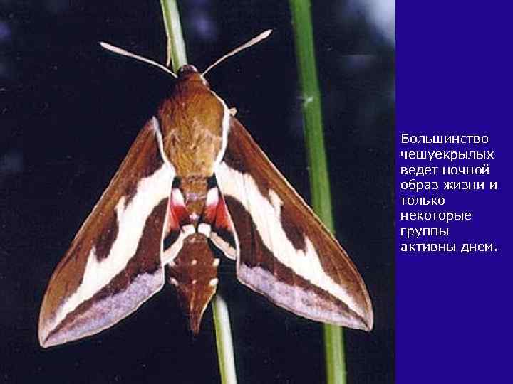 Большинство чешуекрылых ведет ночной образ жизни и только некоторые группы активны днем. 