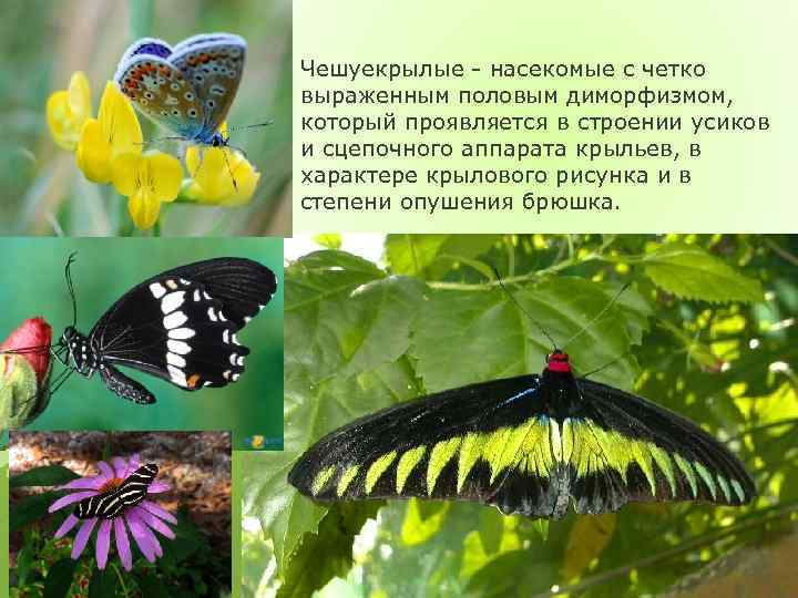 Чешуекрылые - насекомые с четко выраженным половым диморфизмом, который проявляется в строении усиков и