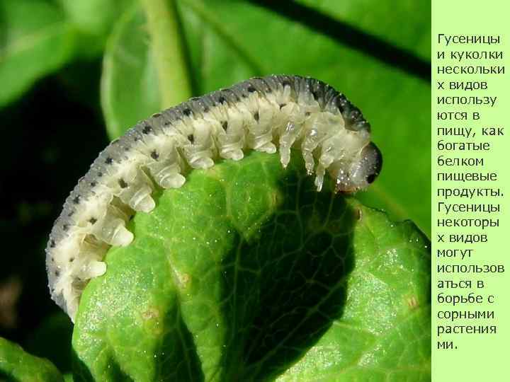 Гусеницы и куколки нескольки х видов использу ются в пищу, как богатые белком пищевые