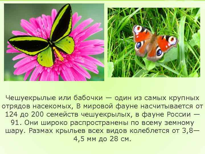 Чешуекрылые или бабочки — один из самых крупных отрядов насекомых, В мировой фауне насчитывается