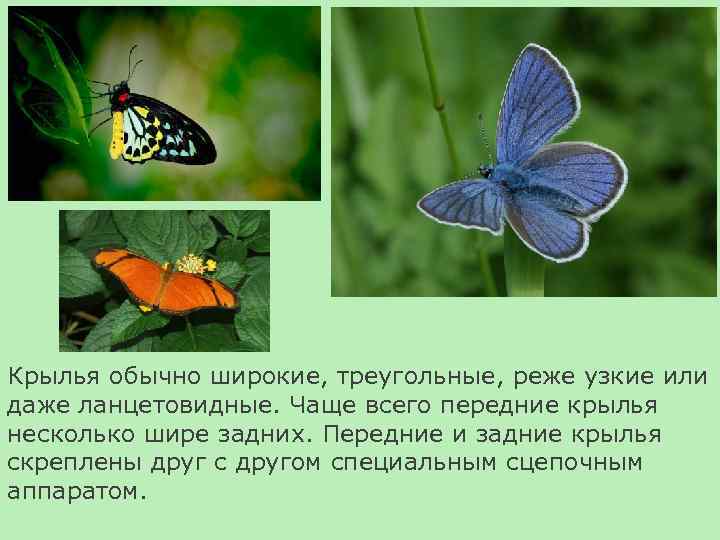 Крылья обычно широкие, треугольные, реже узкие или даже ланцетовидные. Чаще всего передние крылья несколько