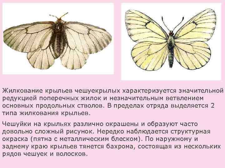 Жилкование крыльев чешуекрылых характеризуется значительной редукцией поперечных жилок и незначительным ветвлением основных продольных стволов.