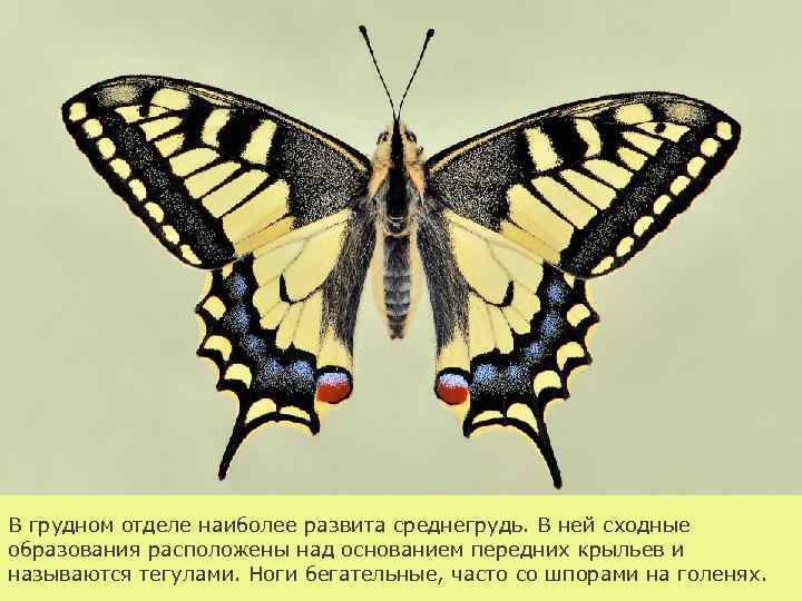 В грудном отделе наиболее развита среднегрудь. В ней сходные образования расположены над основанием передних