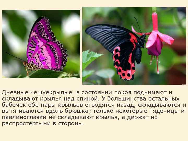 Дневные чешуекрылые в состоянии покоя поднимают и складывают крылья над спиной. У большинства остальных