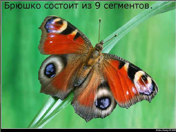 Брюшко состоит из 9 сегментов. 