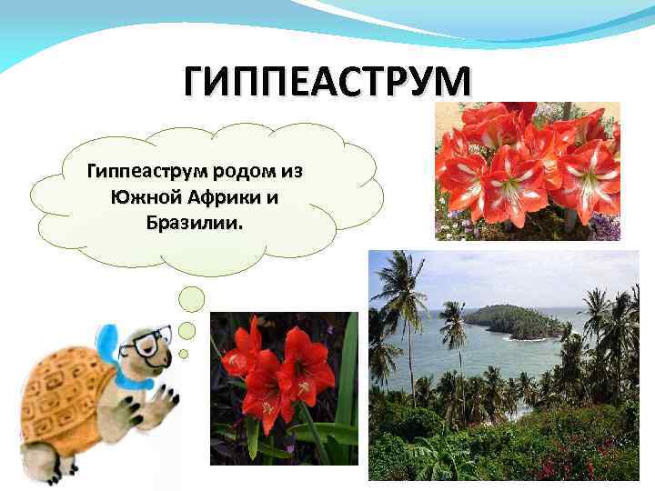 ГИППЕАСТРУМ Гиппеаструм родом из Южной Африки и Бразилии. 