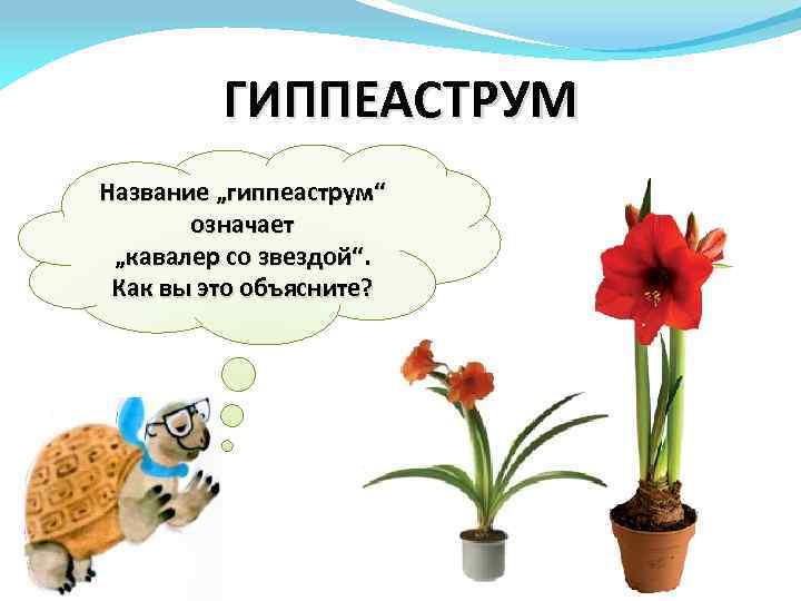 ГИППЕАСТРУМ Название „гиппеаструм“ означает „кавалер со звездой“. Как вы это объясните? 