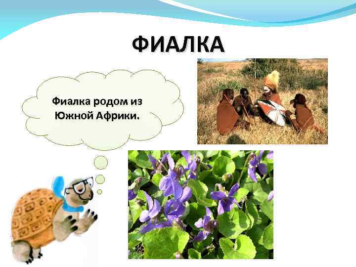 ФИАЛКА Фиалка родом из Южной Африки. 