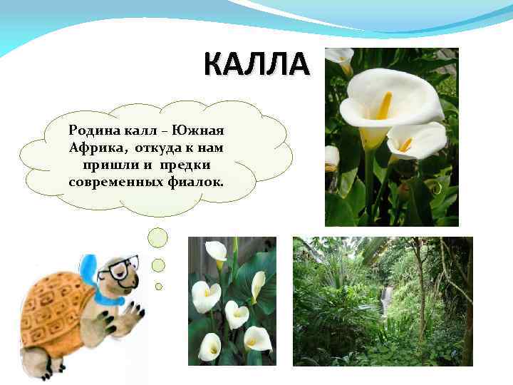 КАЛЛА Родина калл – Южная Африка, откуда к нам пришли и предки современных фиалок.