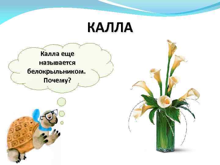 КАЛЛА Калла еще называется белокрыльником. Почему? 