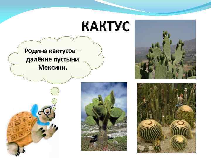 КАКТУС Родина кактусов – далёкие пустыни Мексики. 