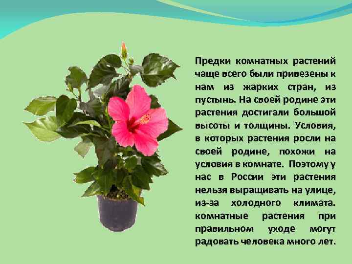 Предки комнатных растений чаще всего были привезены к нам из жарких стран, из пустынь.