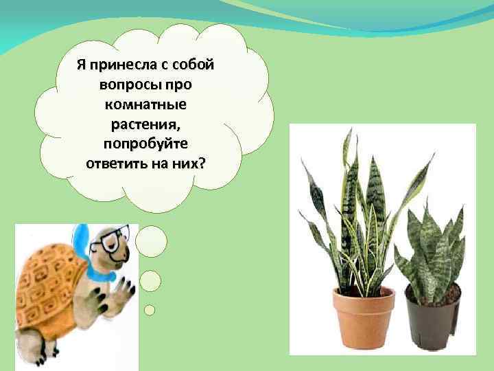 Я принесла с собой вопросы про комнатные растения, попробуйте ответить на них? 