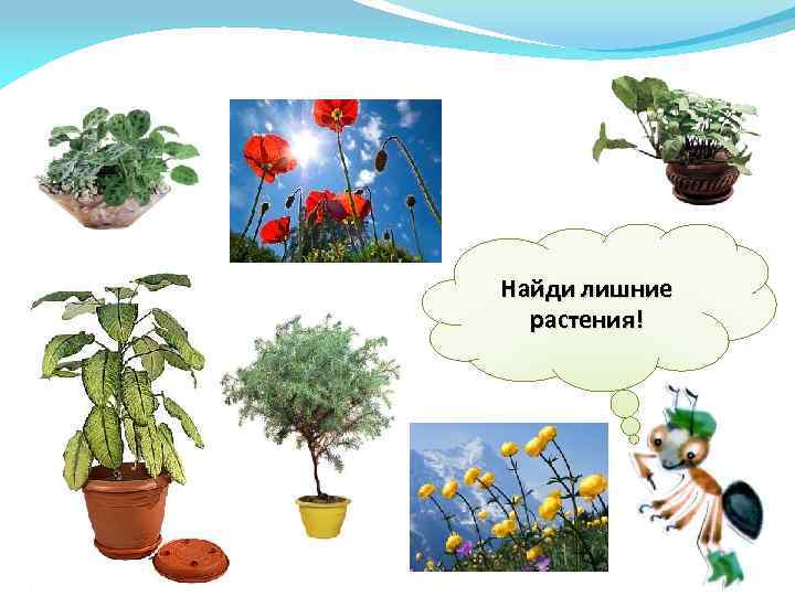 Найди лишние растения! 