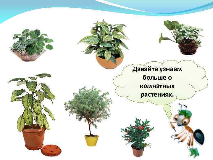 Давайте узнаем больше о комнатных растениях. 