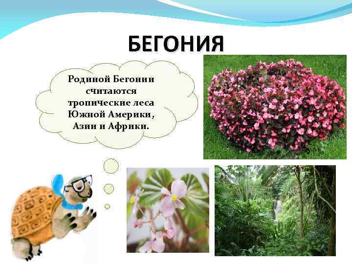 БЕГОНИЯ Родиной Бегонии считаются тропические леса Южной Америки, Азии и Африки. 