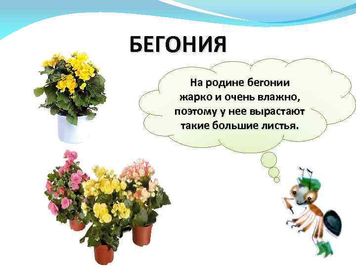 Что растет на подоконнике 1 класс. Бегония Родина растения 2 класс окружающий мир. Загадка на тему что растетт на подокойнике лёгкие. Что растёт у нас на подоконнике пословица. Жизнь цветов на подоконнике окружающий мир 2 вывод.