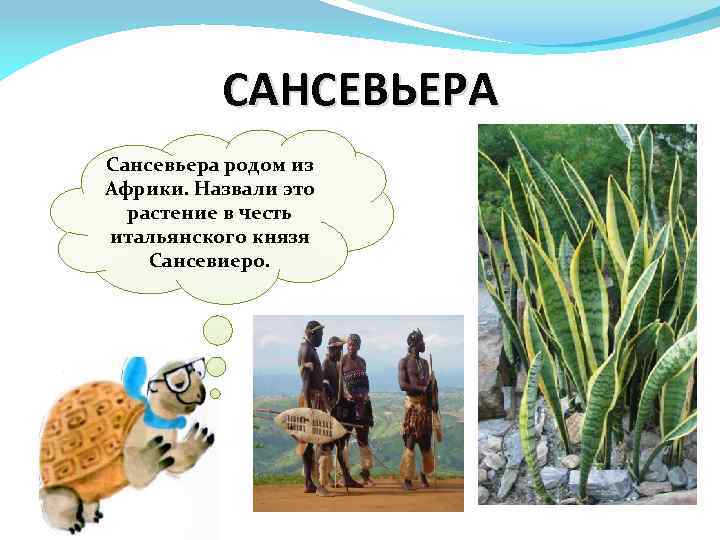 САНСЕВЬЕРА Сансевьера родом из Африки. Назвали это растение в честь итальянского князя Сансевиеро. 