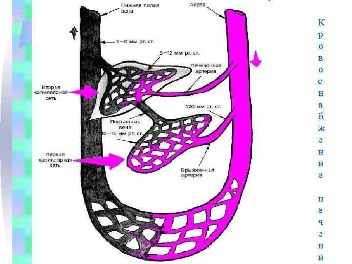 К р о в о с н а б ж е н и е