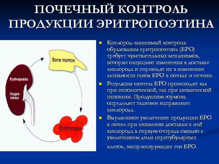 ПОЧЕЧНЫЙ КОНТРОЛЬ ПРОДУКЦИИ ЭРИТРОПОЭТИНА n n n Кислород-зависимый контроль образования эритропоэтина (EPO) требует чувствительных