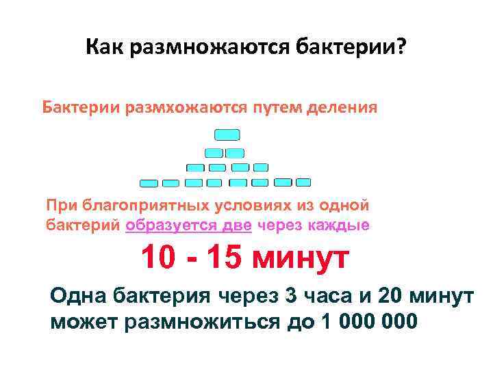 Как размножаются бактерии? Бактерии размхожаются путем деления При благоприятных условиях из одной бактерий образуется