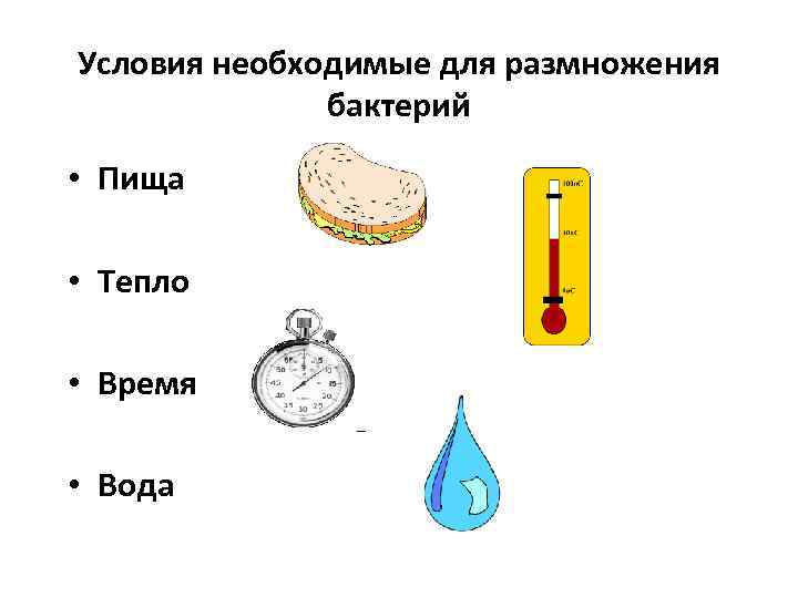 Условия необходимые для размножения бактерий • Пища • Тепло • Время • Вода 