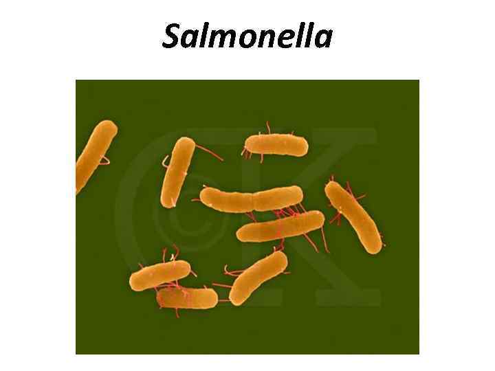 Salmonella 