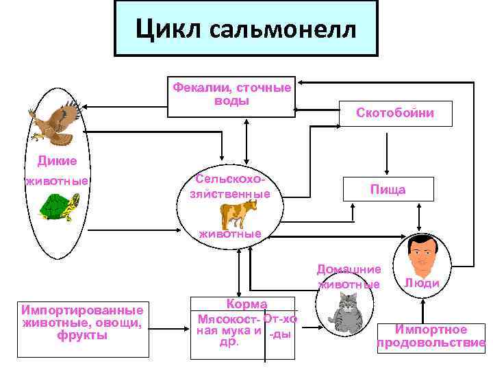 Схема патогенеза сальмонеллеза