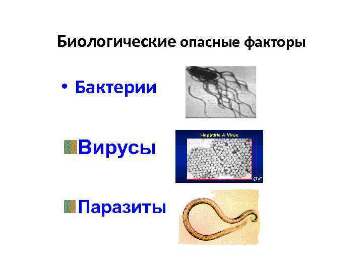 Биологические опасные факторы • Бактерии Вирусы Паразиты 