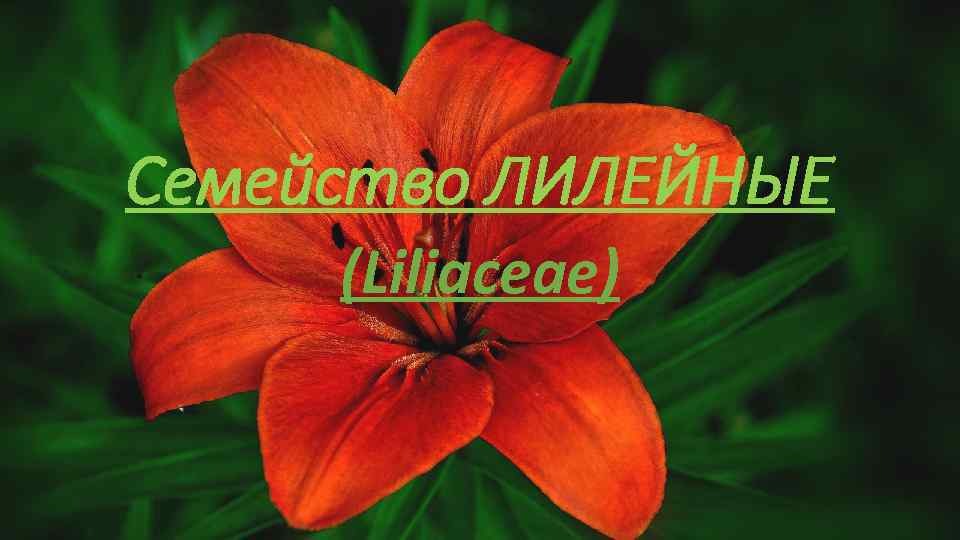 Семейство ЛИЛЕЙНЫЕ (Liliaceae) 