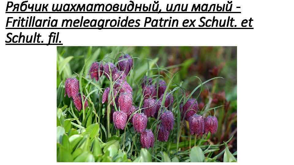 Рябчик шахматовидный, или малый Fritillaria meleagroides Patrin ex Schult. et Schult. fil. 