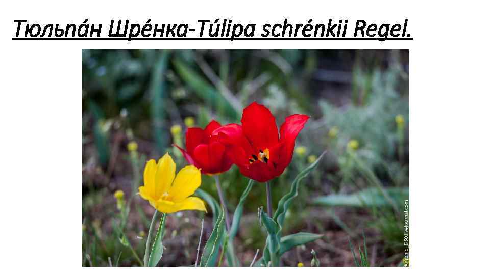 Тюльпа н Шре нка Túlipa schrénkii Regel. 