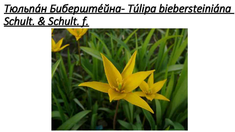 Тюльпа н Биберште йна Túlipa biebersteiniána Schult. & Schult. f. 