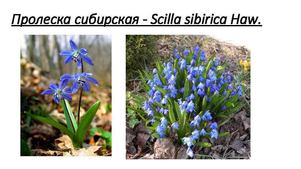 Пролеска сибирская Scilla sibirica Haw. 